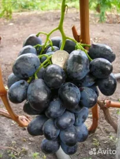 Черенки (чубуки) винограда