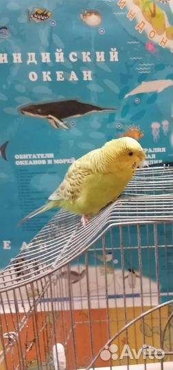 Волнистый попугай ручной