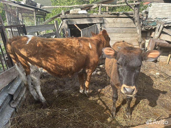 Телочки баранчики ягнята