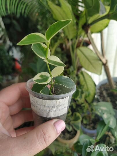 Хойи часть 2