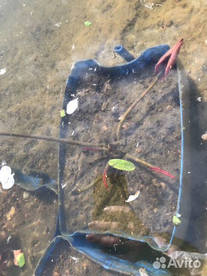 Нимфеи для пруда