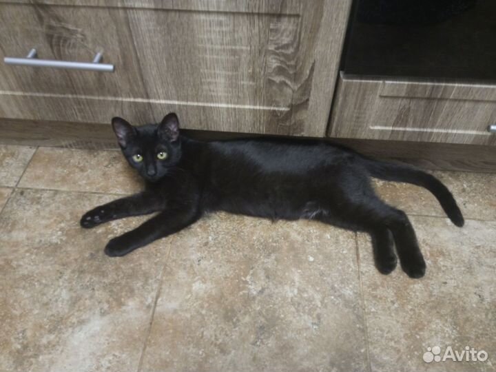 Ищу родителей