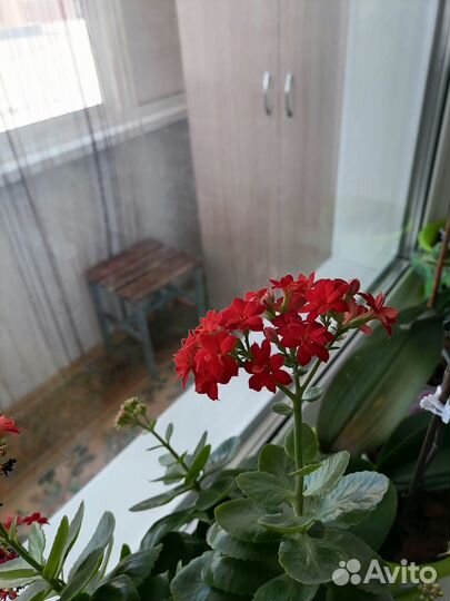 Каланхоэ (красный)