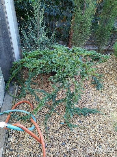 Можжевельники крупномеры