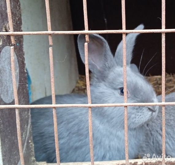 Кролики мясных пород