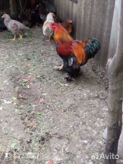 Петух породы брама