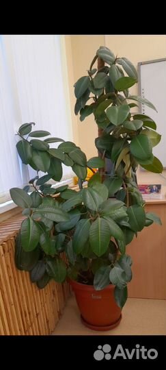 Фикус каучуконосный большой