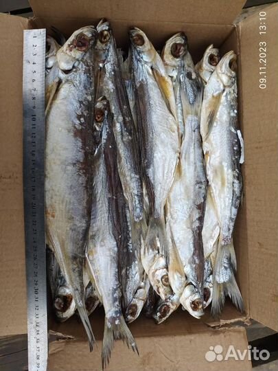 Чехонь вяленая Астрахань 2024