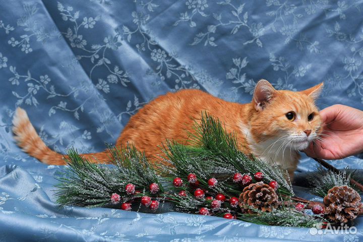 Кошка рыжая с белой грудкой