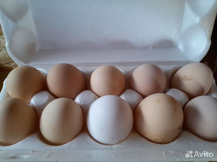 Домашние куриные яйца