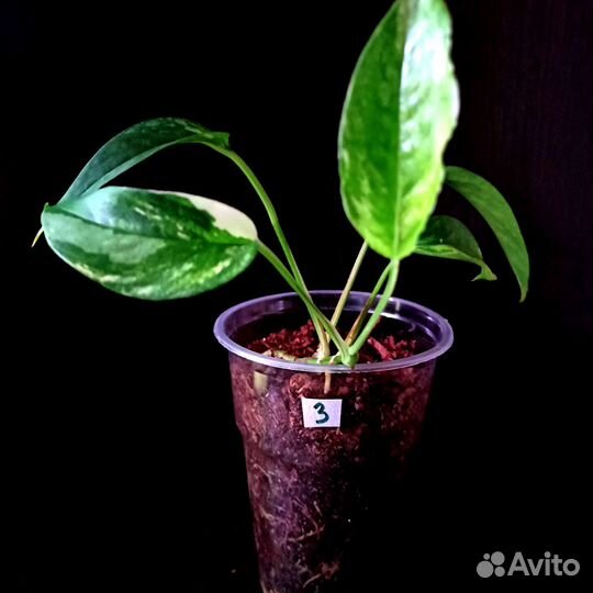 Эпипремнум пиннатум вайт