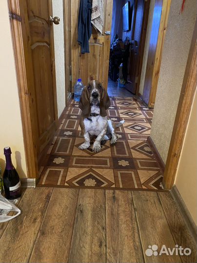 Бассет- хаунд вязка мальчик