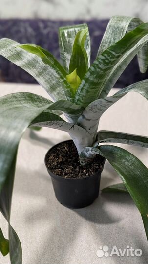 Эхмея полосатая