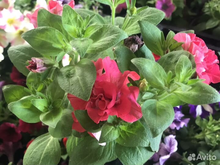 Ампельная вегетативная петунья и вербена