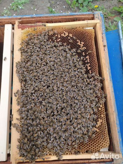 Матки Карпатка, Карника, Бакфаст F1 -2023