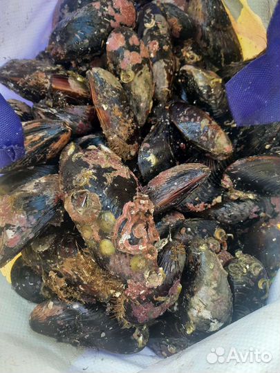 Мидии мороженые в створке