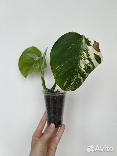 Монстера альба