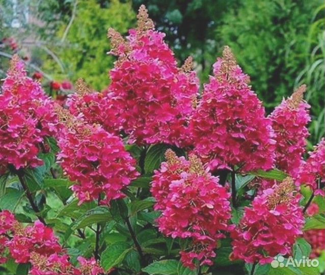 Гортензия метельчатая и древовидная в ассортименте