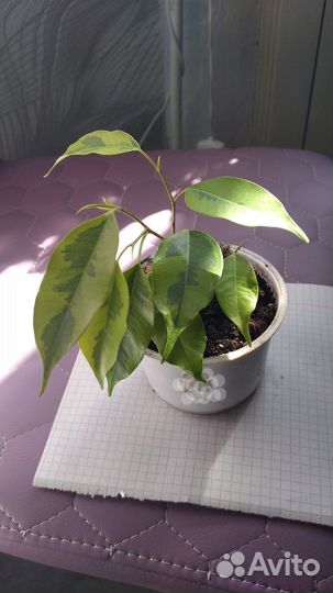 Фикус бенджамина 