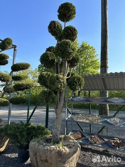 Уникальный - Туя помпон