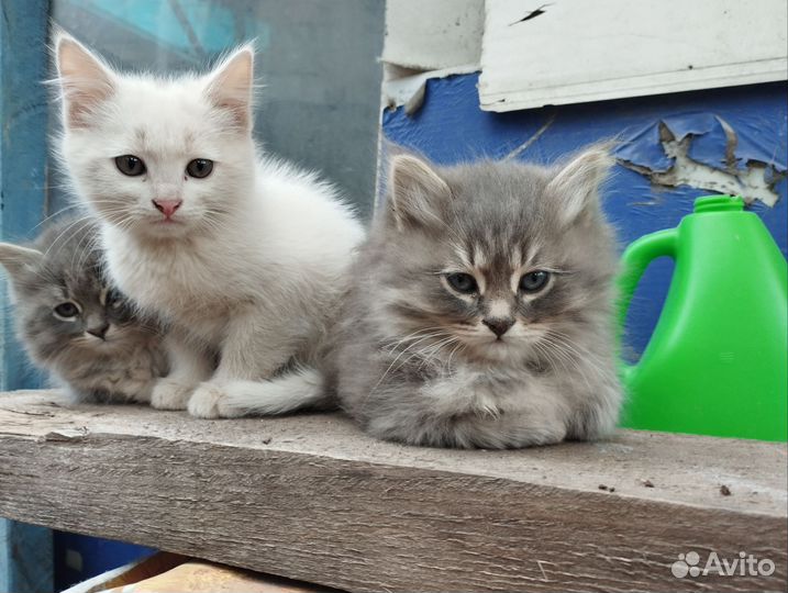 Кошка в дар