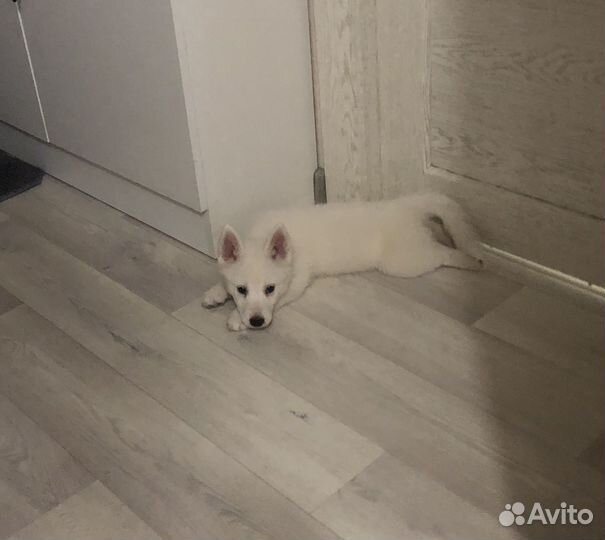 Наполовину самоед