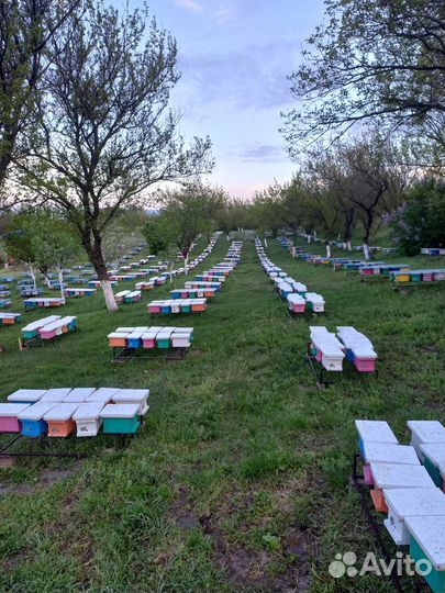 Пчеломатка карника