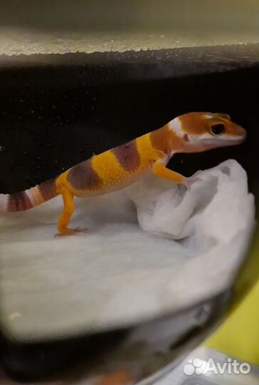 Геккон эублефар