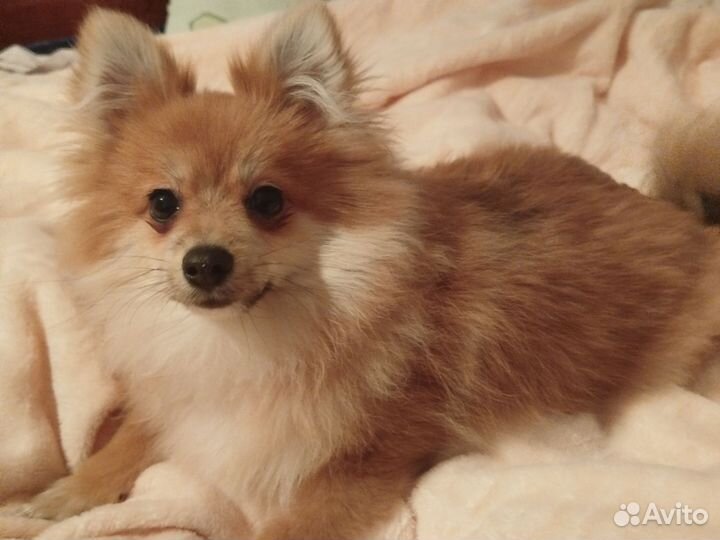 Померанский шпиц