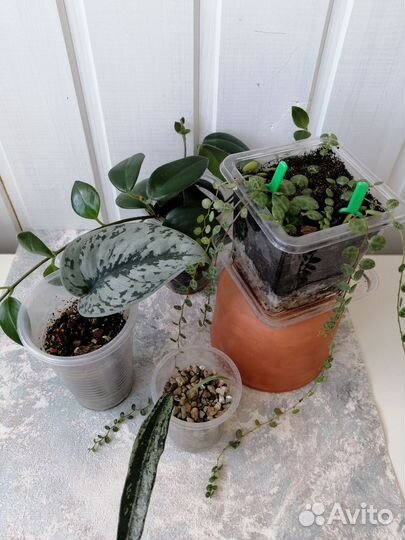 Сциндапсус пиктус экзотика