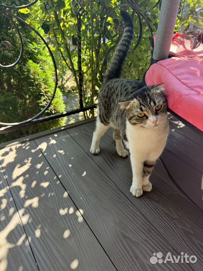 Вислоухая кошка в добрые руки