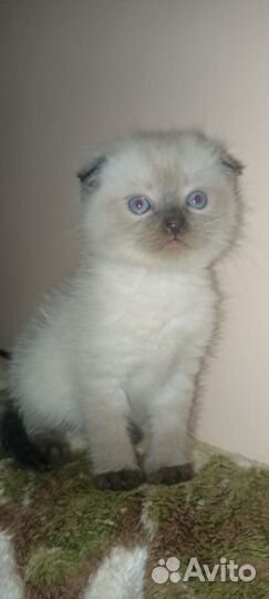 Вислоухая кошечка Шотл