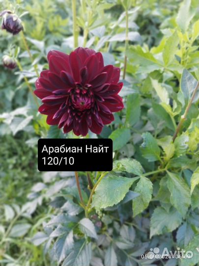 Георгина многолетняя корни