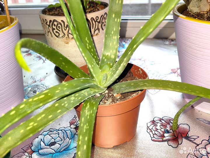 Красула толстянка (денежное дерево) алоэ вера