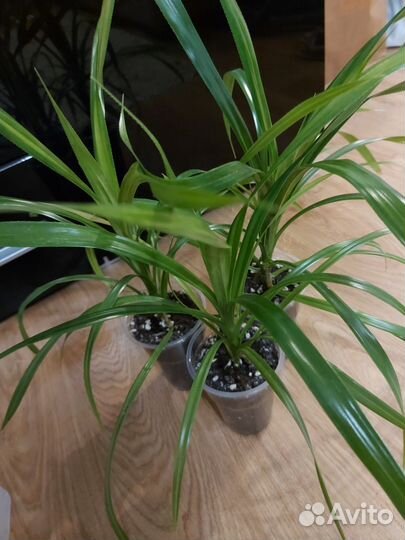 Панданус, винтовая пальма