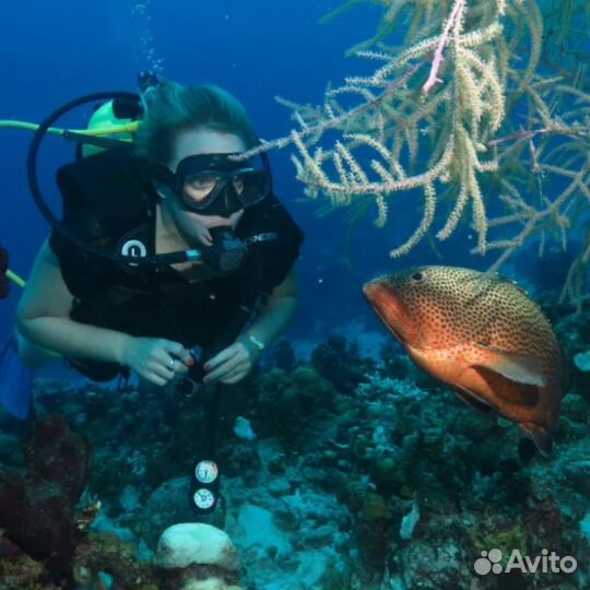Дайвинг- трансфер бесплатно