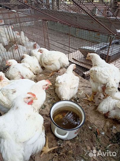 Бройлеры кобб 500