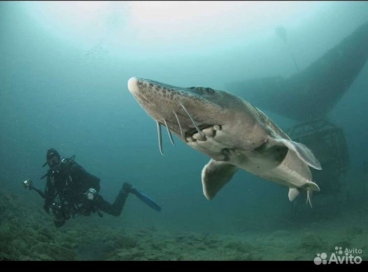 Живая рыба.Малек