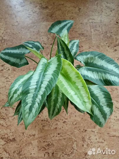 Schismatoglottus Walichii/ Шизматоглоттис Воллича