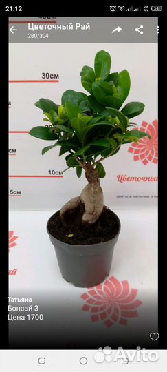 Фикус микрокарпа гинсенг бонсай