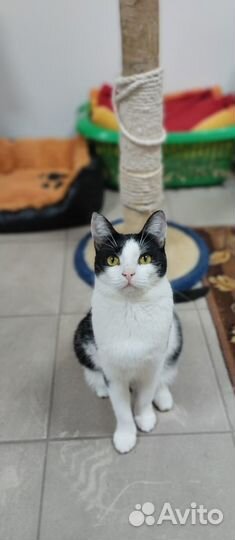Кошечка Мила в добрые руки
