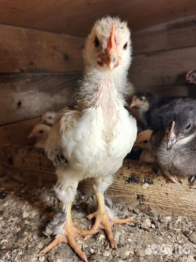 Цыплята домашние в небольшом количестве разные