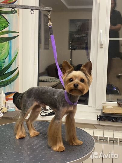 Груминг собак, стрижка собак, грумер