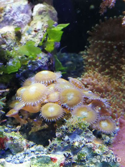 Кораллы живые, для морского аквариума