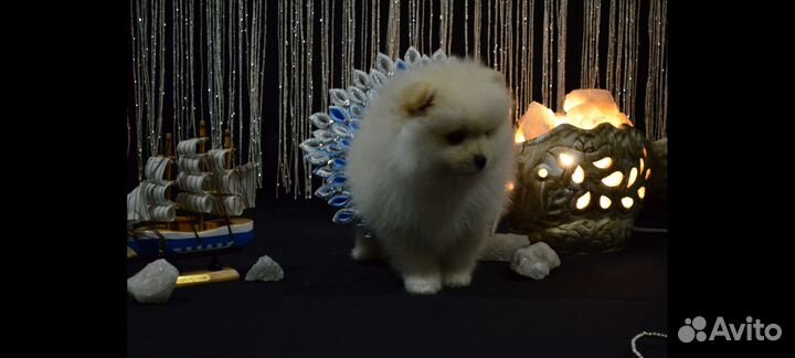 Щенки шпица