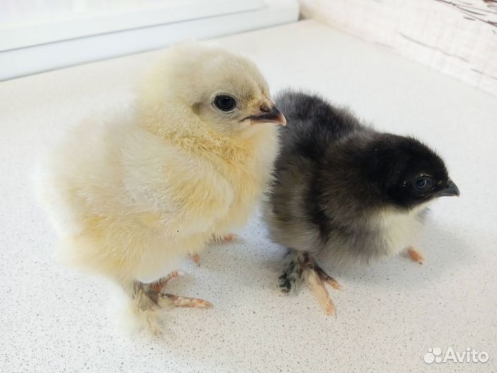 Цыплята породы брама