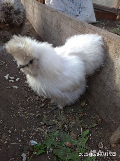 Китайская шелковая