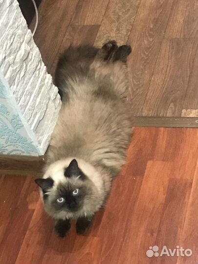 Кот мальчик