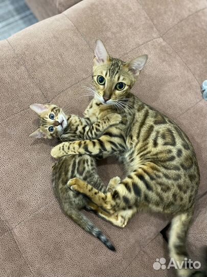 Бенгальские котята