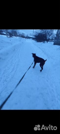 Собака доберман